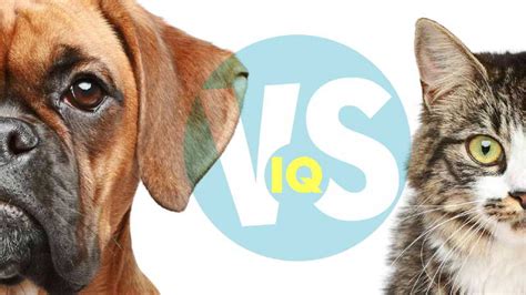 Cat IQ vs. Dog IQ: Who's Smarter?