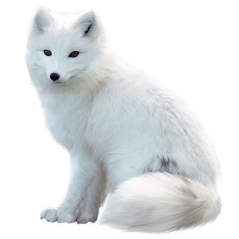 Arctic Fox PNG Transparent Images