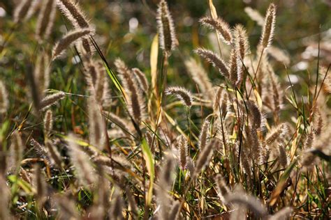 Wild Grass Seed Heads – Photos Public Domain