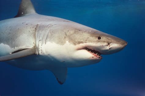 Great White Shark Wallpaper Hd - WallpaperSafari