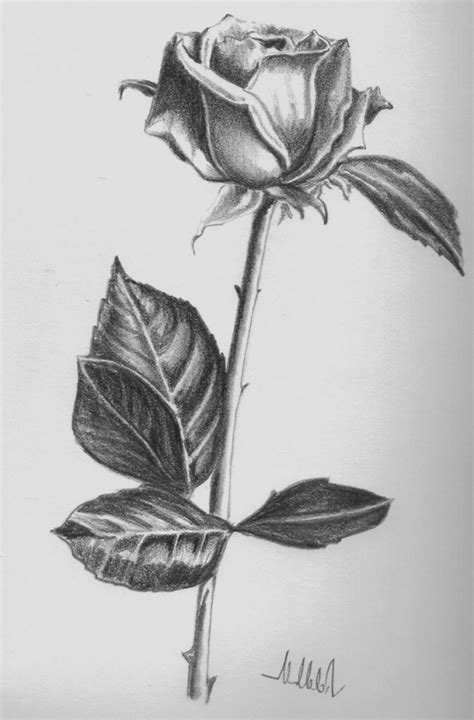 Pencil Shading Drawing Flowers