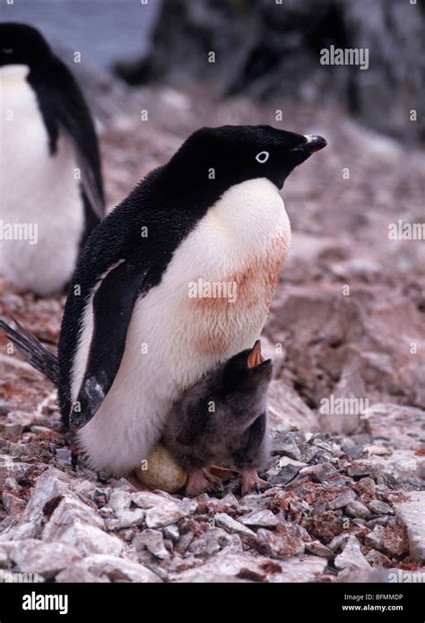 Adelie Penguin and It's Baby Stock Photo - Alamy