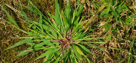 Invasive Lawn Weeds Identification