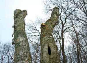 birdnote q&a: woodpecker drumming - A Way To Garden