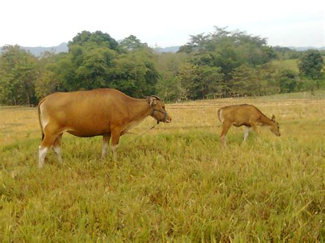 BISNIS SAPI MAKASSAR: Tentang Sapi Bali