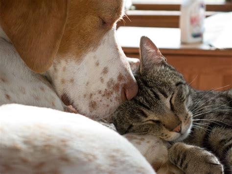 Which are smarter, cats or dogs? We asked a scientist | PBS News