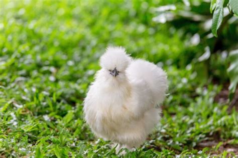 Do Silkie Roosters Crow? (Yes, Video Included) - Chicken & Chicks Info