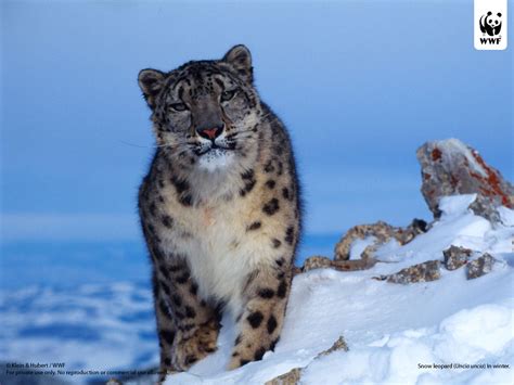 Wild Cats: The Snow Leopard – kimcampion.com