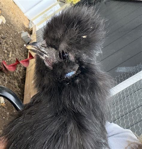 Silkie rooster? | Chicken Forum