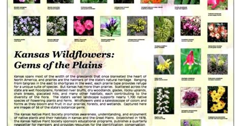 Prairie Plants List | Wallpapers Gallery