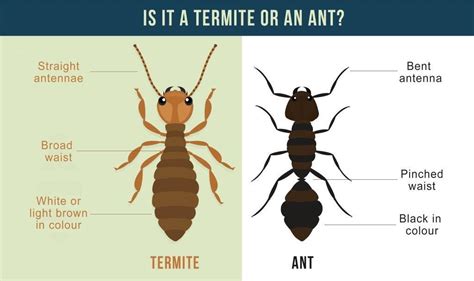 What Does A Termite King Do 5 Facts About Termite Kings - Bank2home.com