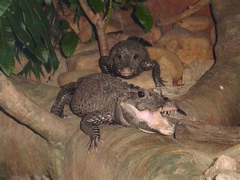 The Online Zoo - African Dwarf Crocodile