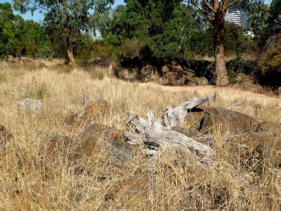 Skink Site – Friends of Royal Park, Parkville