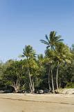 Free Stock photo of beach and palms | Photoeverywhere