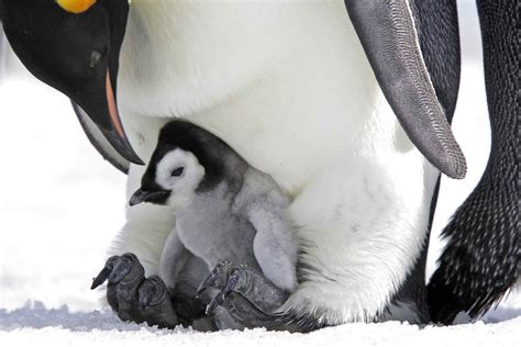 Emperor Penguin Facts (Aptenodytes forsteri)