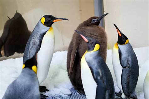 46-pound baby penguin named Pesto has waddled himself to viral fame