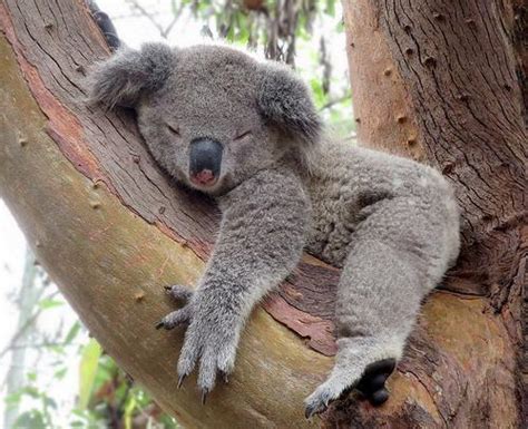 Koalas sleep for 22 hours per day. The rest of their time is spent ...