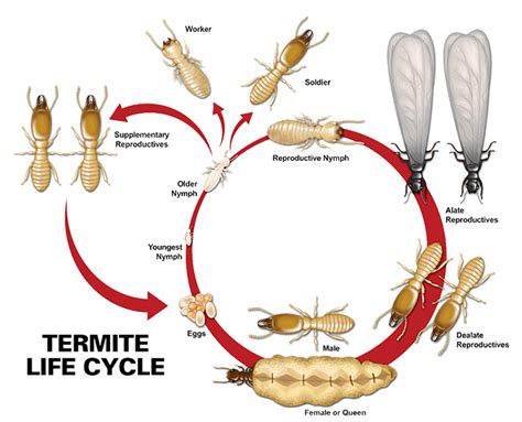 Termite Life Cycle - Life and Death of the Termite | Pest Riddance