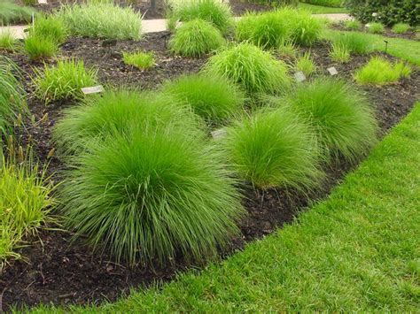 The Best Plants for Prairie Gardens | HGTV