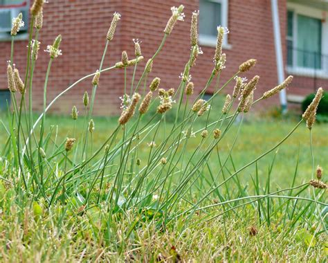 Specialist: Controlling lawn weeds in drought carries risks