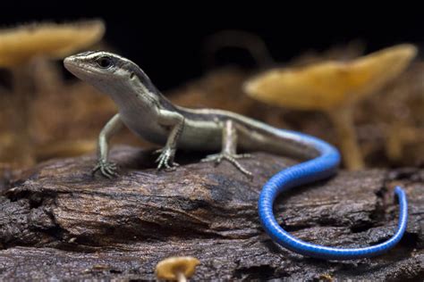 Blue Tailed Skink Care Guide (Needs & FAQs Explained + Pics)