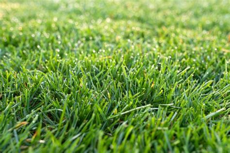 Best Types of Grass for Your Lawn - Landscaping Network