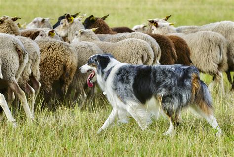 Dogs, more dogs and farm dogs - Grainews