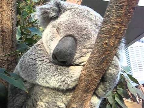 Koala bear sleeping in a tree, up close - CUTE! - YouTube