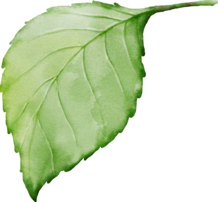 Leaf Watercolor PNGs for Free Download