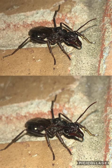 This Queen bull ant was reacting to the camera flash. She struck a few poses for me! : r/awwnverts