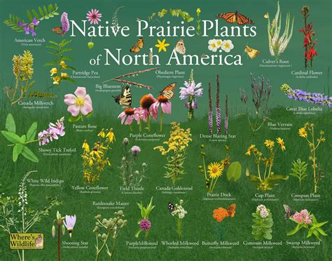 Where's Wildlife Presents Native Prairie Plants of North America Plant Identification Poster ...