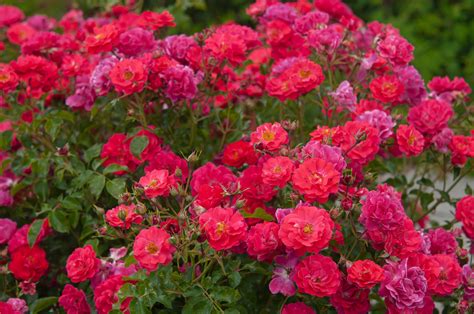 7 Easy-To-Grow Rose Bushes