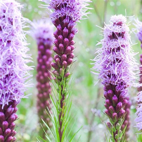 11 Top Plants For Fuss-Free Native Prairie Gardens | The Family Handyman