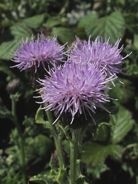 British wild flowers: Creeping Thistle | Wildlife Insight