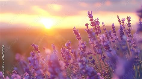 Lavender flower field. Violet lavender field sanset close up. Lavender flowers in pastel colors ...