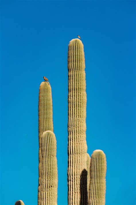 Download Blue Sky Cactus Plant Aesthetic Wallpaper | Wallpapers.com