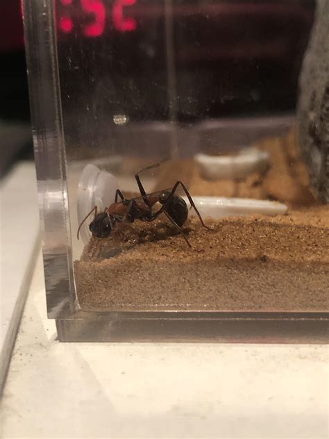 Hi guys, here is a Bull Ant queen I caught in her new ytong nest setup. She doesn’t seem ...