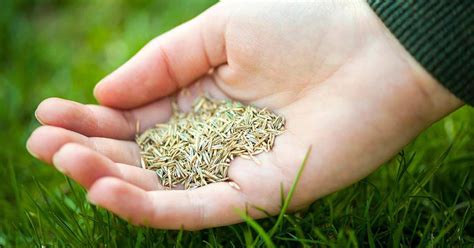 Benefits and Disadvantages of Grass Seed vs Sod