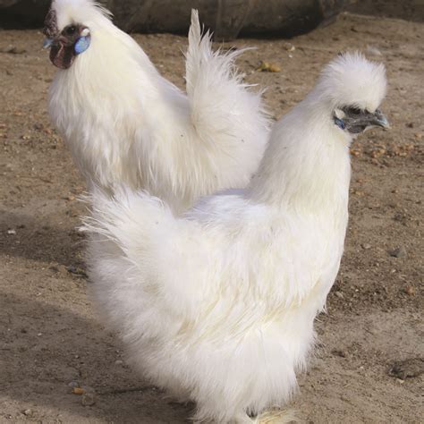 White Silkie Bantam