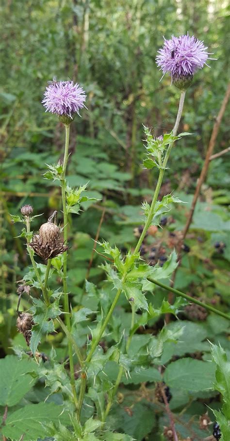 Creeping thistle | Friends of Oakley Wood