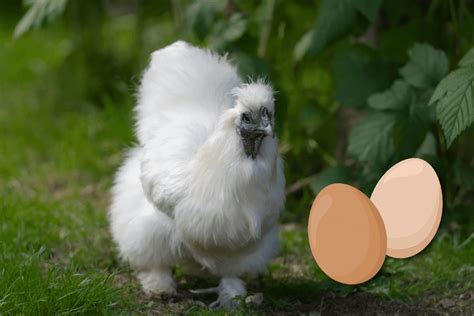 When Do Silkie Chickens Start Laying Eggs?