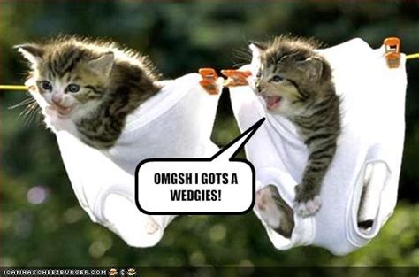 Funny kitten pics with captions