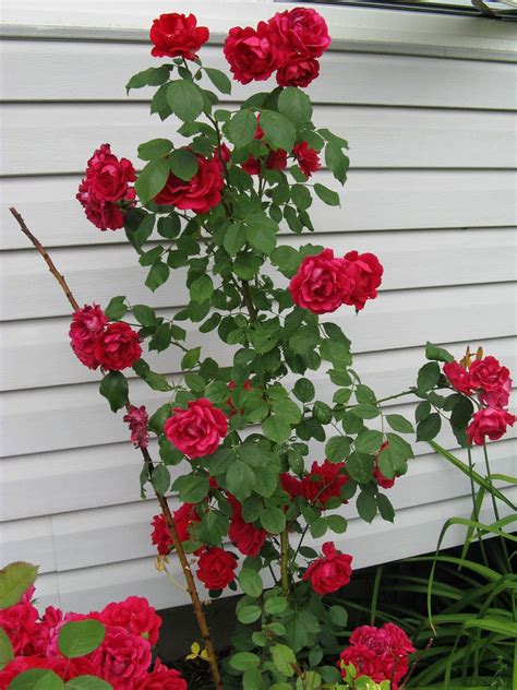 Tall Rose Bush | Rose flower photos, Rose bush, Little garden