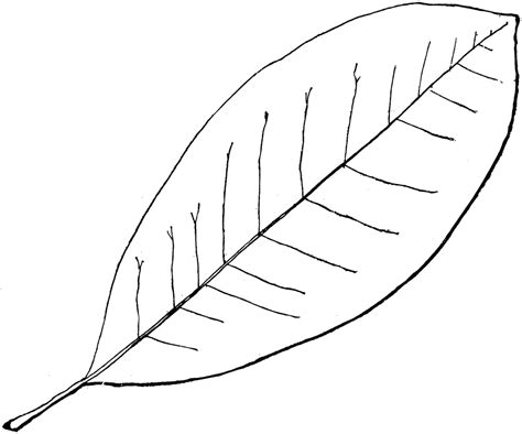 Free Leaf Cliparts Outline, Download Free Leaf Cliparts Outline png images, Free ClipArts on ...