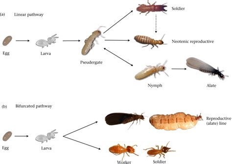 Termite Larvae, Baby Termites: Identifying the Problem