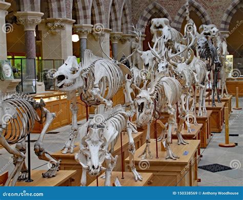 A Display of the Skeletons of Extinct Animals at the Oxford Natural History Museum Editorial ...