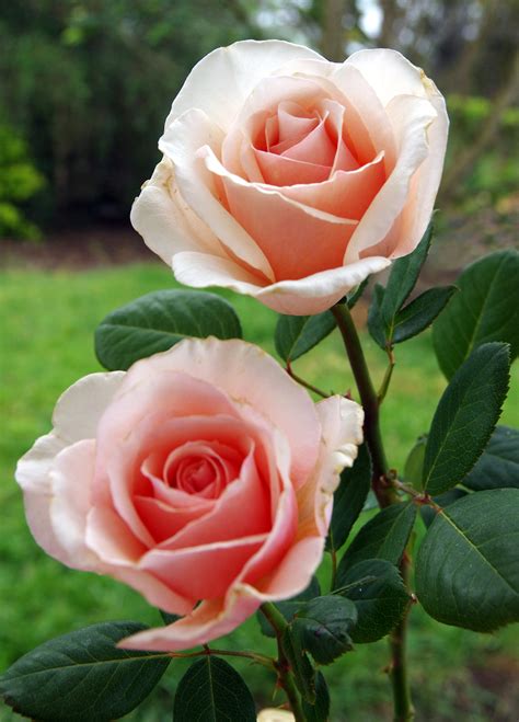 Long stemmed rose (Hybrid Tea) Shirley’s Rose 175mm Pot | Dawsons Garden World