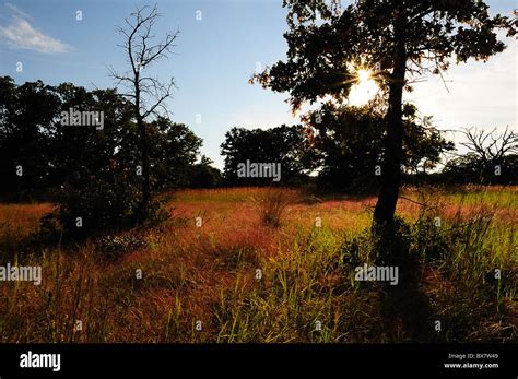 Texas Landscape - Prairie Grass Stock Photo - Alamy