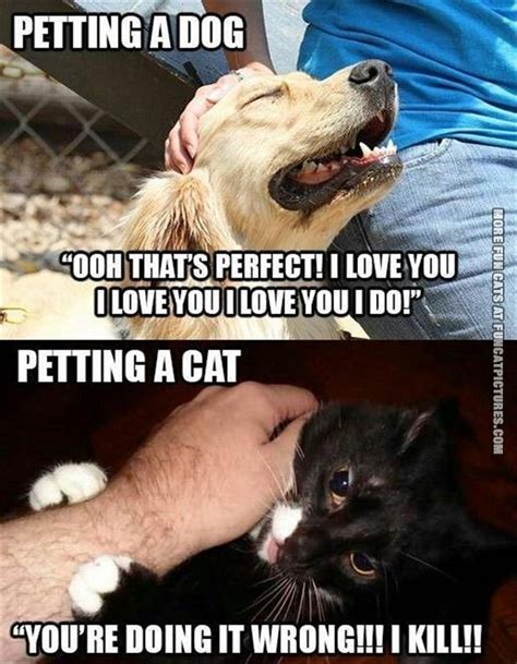 Dog Vs Cats: Who Wins? - Litter Tray | Memes