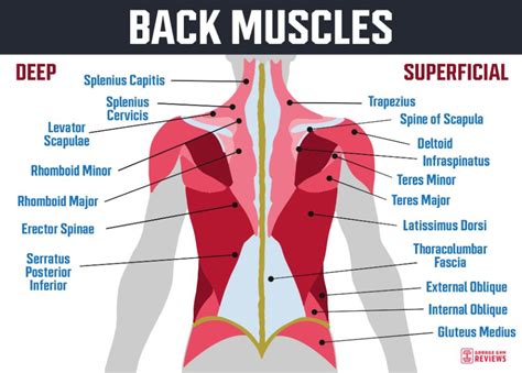 Everything You Need to Know About Back Muscles Anatomy | Garage Gym Reviews